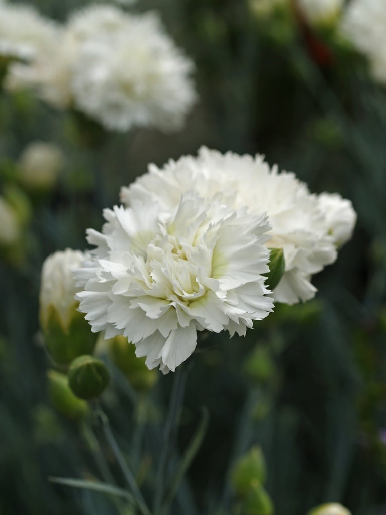 DIANTHUS 'MEMORIES'