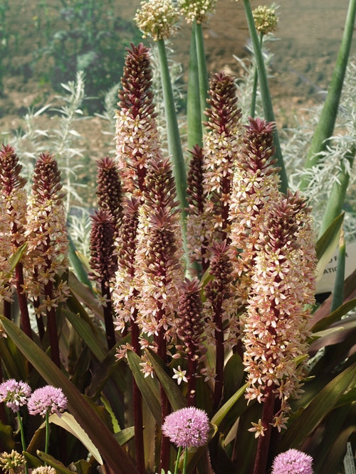 EUCOMIS COMOSA 'SPARKLING BURGUNDY'