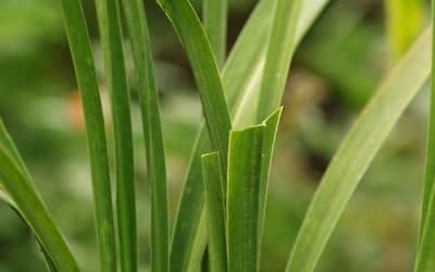 ASPIDISTRA MINUTIFLORA