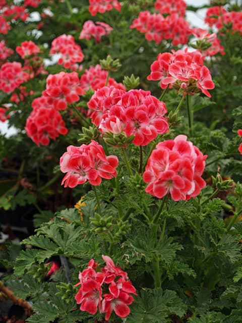 PELARGONIUM 'PATON'S UNIQUE'