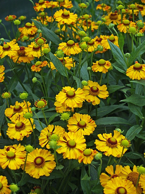 HELENIUM 'ZIMBLESTERN'