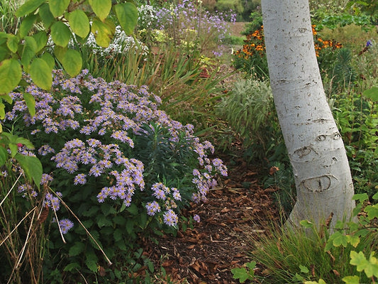 ASTER AGERATOIDES 'ASRAN'