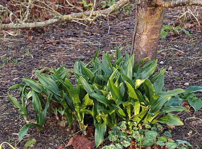 ROHDEA JAPONICA LONG LEAVED FORM
