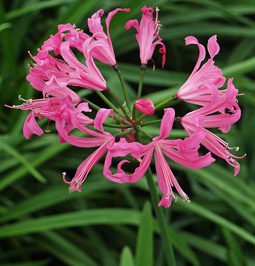 NERINE 'REMBRANDT'