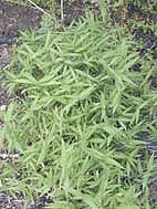 PENSTEMON 'DARK TOWERS'