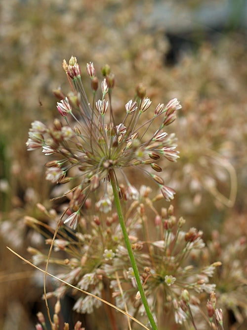 ALLIUM LENKORANICUM