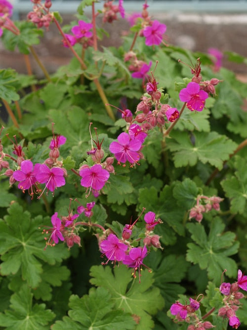 GERANIUM MACRORRHIZUM 'CZAKOR'