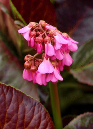 BERGENIA 'BRESSINGHAM RUBY'