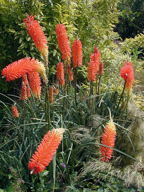 KNIPHOFIA 'INCANDESCE'