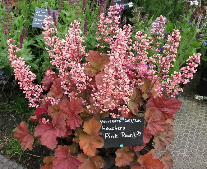 HEUCHERA 'PINK PEARLS'