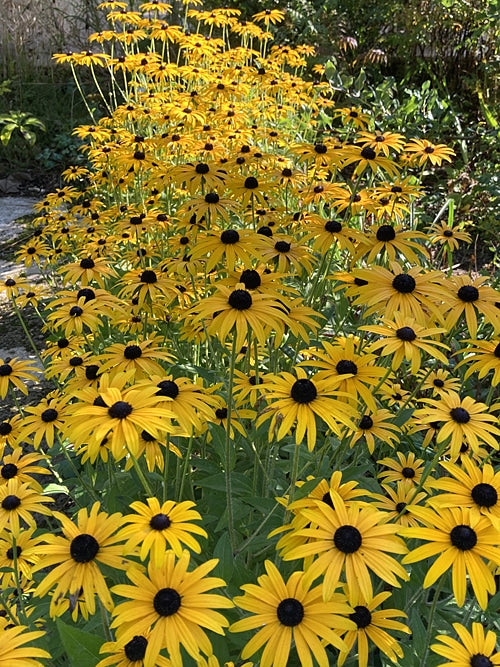 RUDBECKIA FULGIDA var.DEAMII