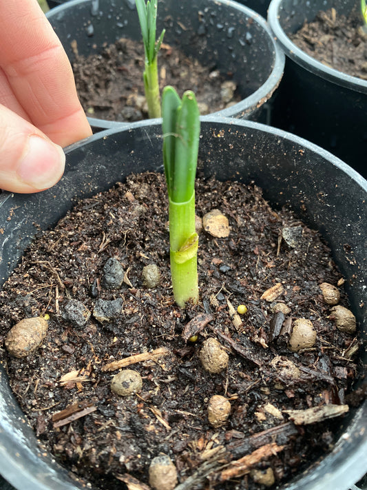 LEUCOJUM AESTIVUM 'GRAVETYE GIANT'