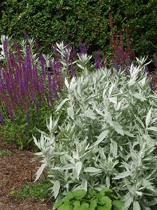 ARTEMISIA LUDOVICIANA 'VALERIE FINNIS'