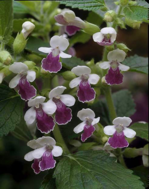 MELITTIS MELISSOPHYLLUM 'ROYAL VELVET DISTINCTION'