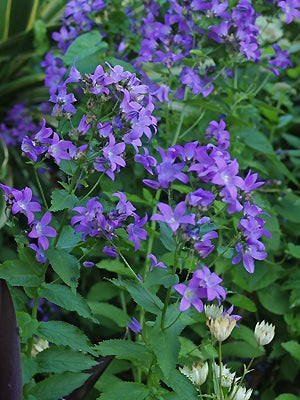 CAMPANULA LACTIFLORA 'PRICHARD'S VARIETY'