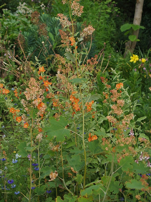 SPHAERALCEA INCANA 'SOURUP'