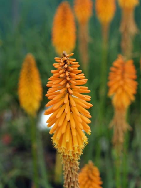 KNIPHOFIA 'GLADNESS'