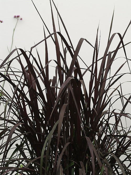 PENNISETUM PURPUREUM 'VERTIGO'