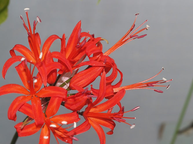 NERINE 'EXBURY RED'