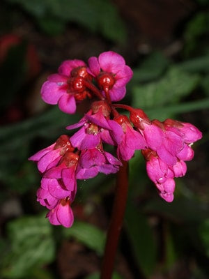 BERGENIA 'OVERTURE'