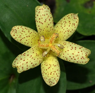 TRICYRTIS 'MOONLIGHT TREASURE'