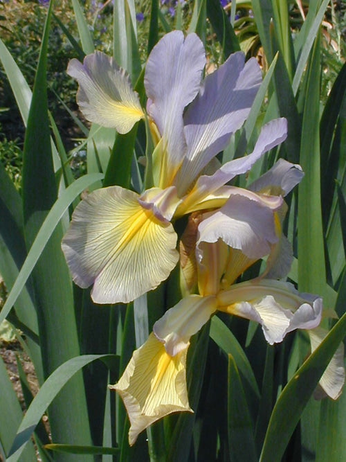 IRIS MONSPUR GROUP