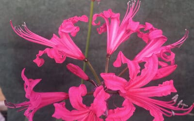 NERINE 'BORDE HILL'
