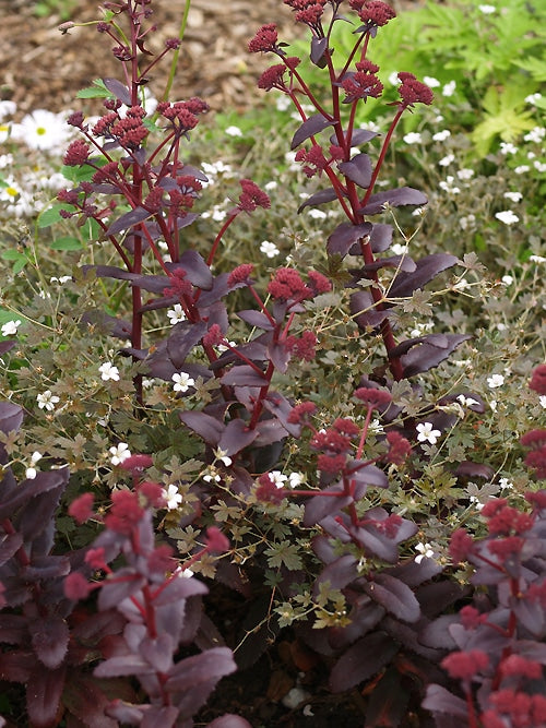 SEDUM 'PURPLE EMPEROR'