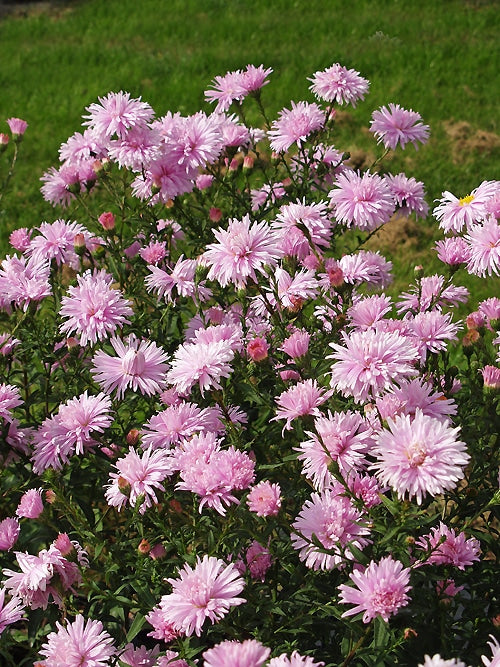 SYMPHYOTRICHUM 'FELLOWSHIP'