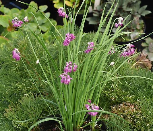 ALLIUM FORRESTII
