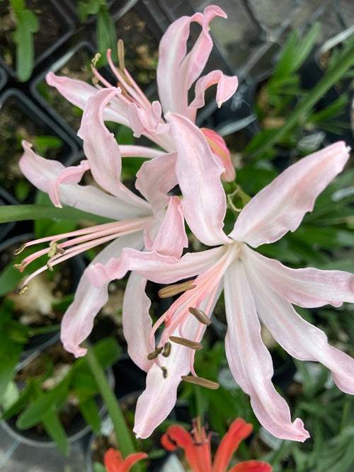 NERINE 'NATASHA'