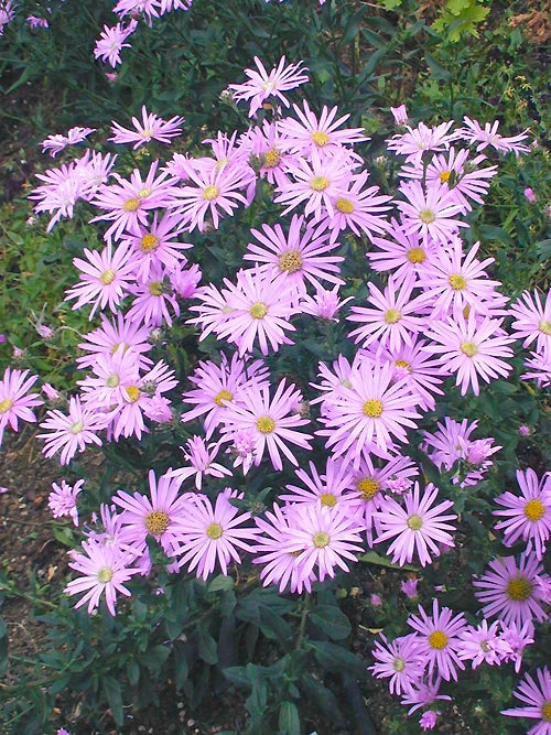 ASTER 'COTSWOLD GEM'