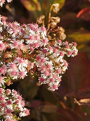 SYMPHYOTRICHUM LATERIFLORUM 'BLEKE BET'