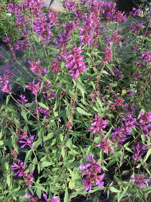 AGASTACHE 'LINDA'