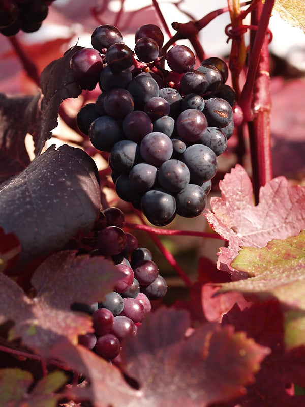 VITIS VINIFERA 'PURPUREA'