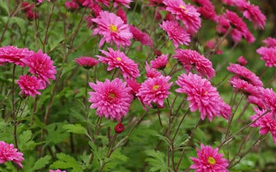 CHRYSANTHEMUM 'BRETFORTON ROAD'