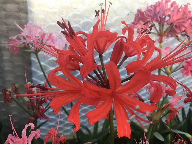 NERINE  'CARLOS'