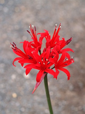 NERINE 'CARDINAL'