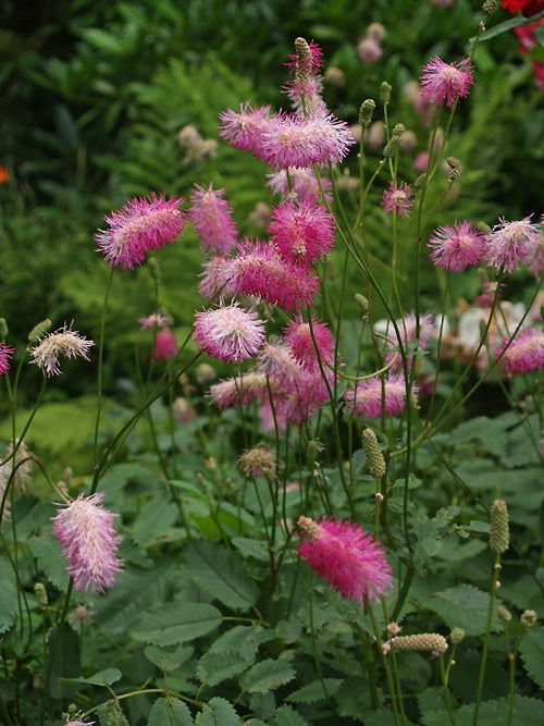 SANGUISORBA HAKUSANENSIS