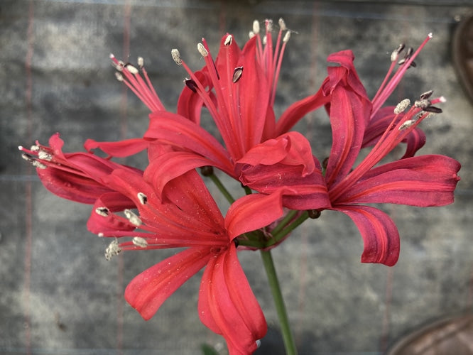 NERINE 'PURPLE PRINCESS'