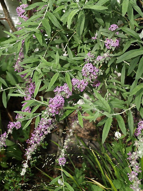 BUDDLEJA ALTERNIFOLIA 'ARGENTEA'