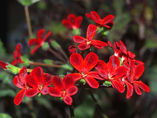 PELARGONIUM 'ARDENS'