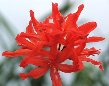 NERINE 'LADY HAVELOCK-ALLEN'