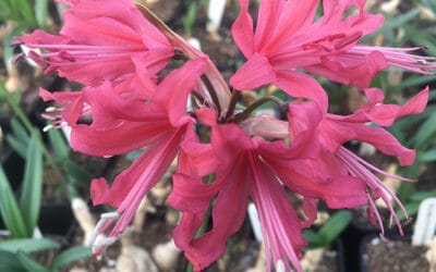 NERINE 'RAINBOW'