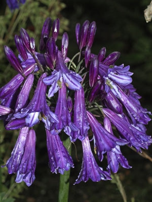 AGAPANTHUS 'BLACK PANTHA'