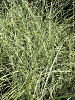 MISCANTHUS SINENSIS 'MORNING LIGHT'