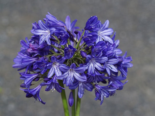 AGAPANTHUS 'ROYAL BLUE'