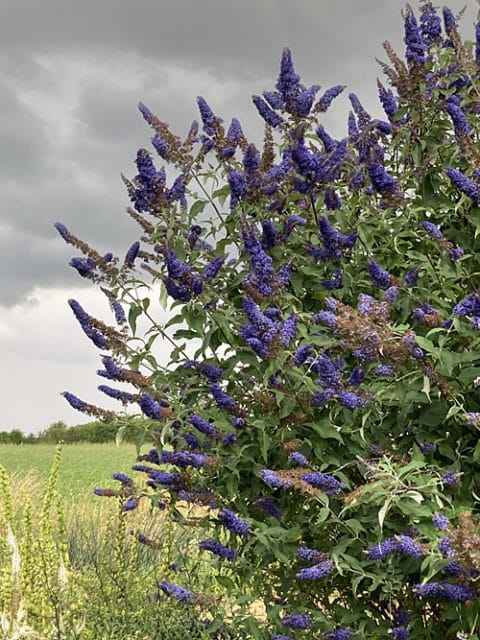 BUDDLEJA DAVIDII 'BLUE HORIZON'