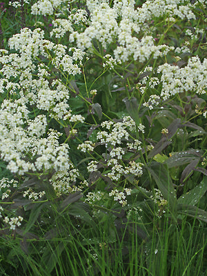 PELTARIA ALLIACEA