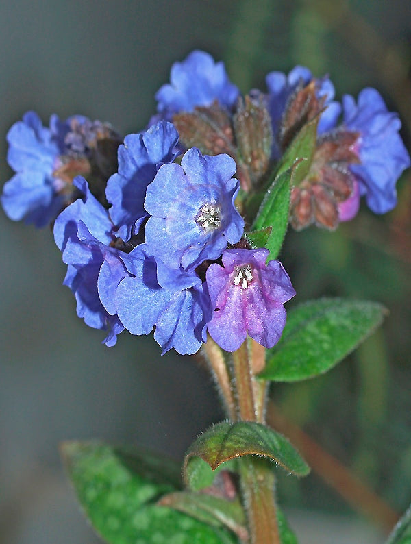 PULMONARIA 'LEWIS PALMER'